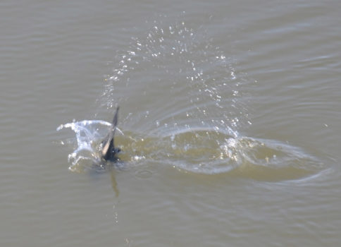 kormoran daje nura w głąb rzeki