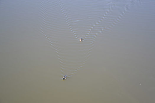 ptaki płynace rzeką 