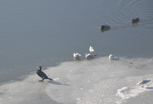 różne ptaki czarne i białe, jedne stoją na skutej lodem części rzeki inne pływają tuż obok 