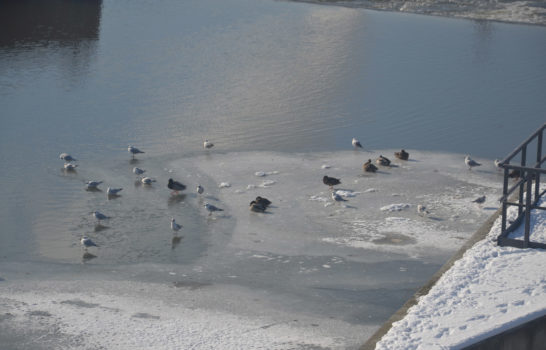ptaki stoją na zamarzniętej rzece przy brzegu 