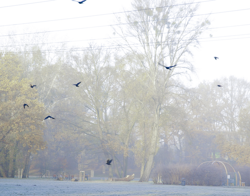 na zdjęciu widać na pierwszym planie lecące czarne ptaki nad oszronionym trawnikiem, z tyłu drzewa