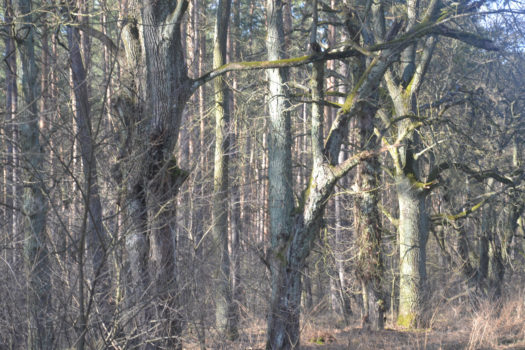na zdjęciu fragment lasu - drzewa w okresie przedwiośnia - jeszcze bez liści w kolorach sepii i pierwszej zieleni